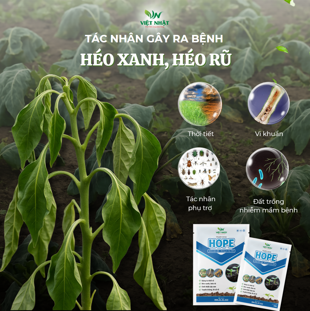 nguyen-nhan-gay-ra-heo-xanh-heo-ru