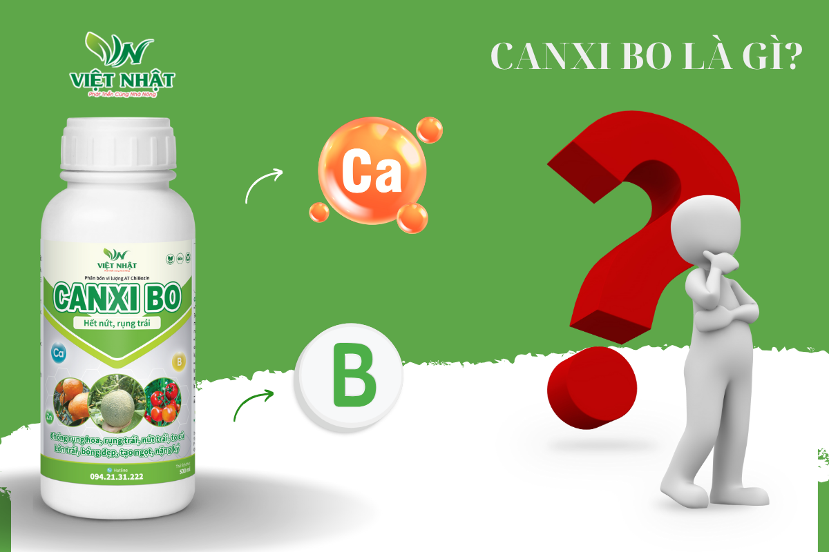canxi-bo-la-gi