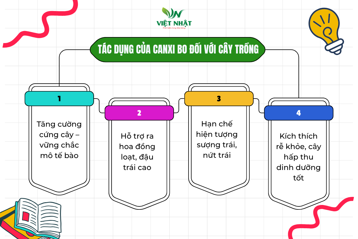 tac-dung-cua-canxi-bo