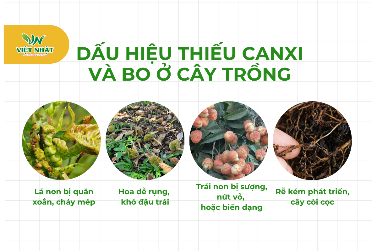 dau-hieu-thieu-cãni-bo-ở-cay-trong