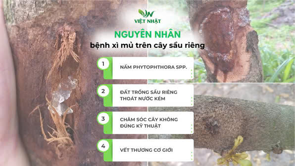 nguyên-nhan-benh-xi-mu-tren-cay-sau-rieng