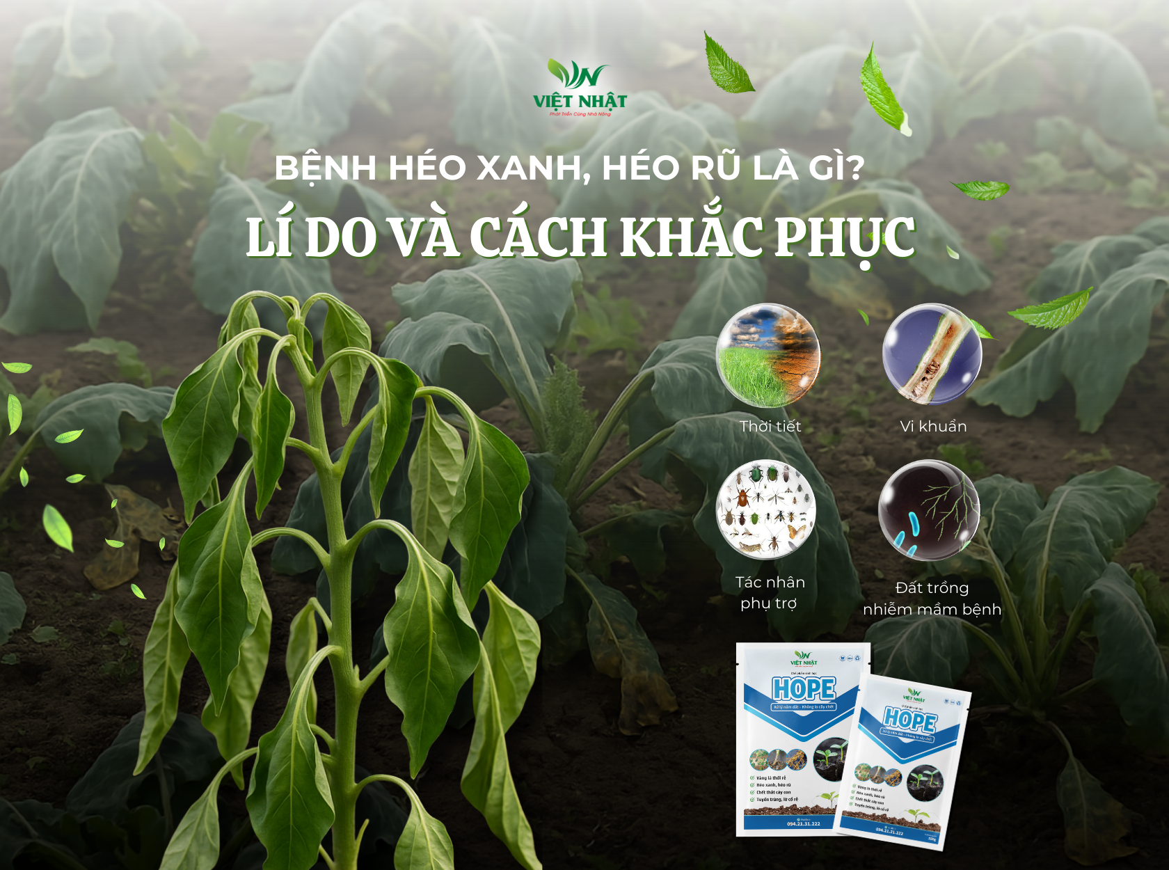 bia-website-heo-xanh-heo-ru